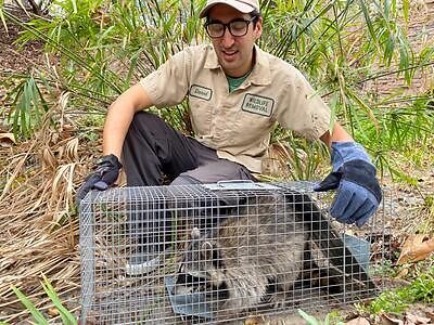 Virginia Beach raccoon trapping